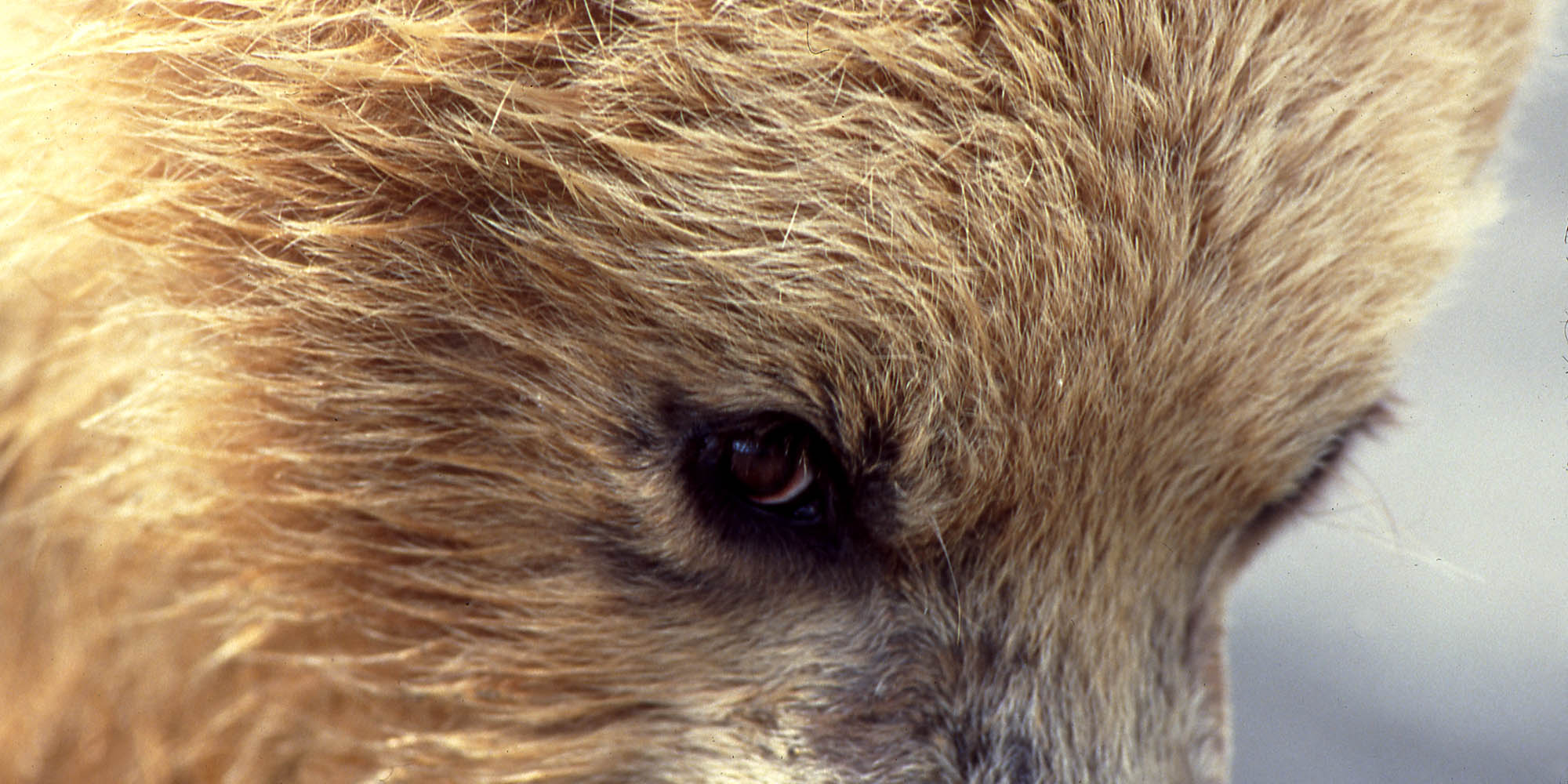 Close up photo of a Grizzly eye