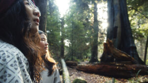 two people, seen in profile at left, stand in a sunlit forest with huge old trees.