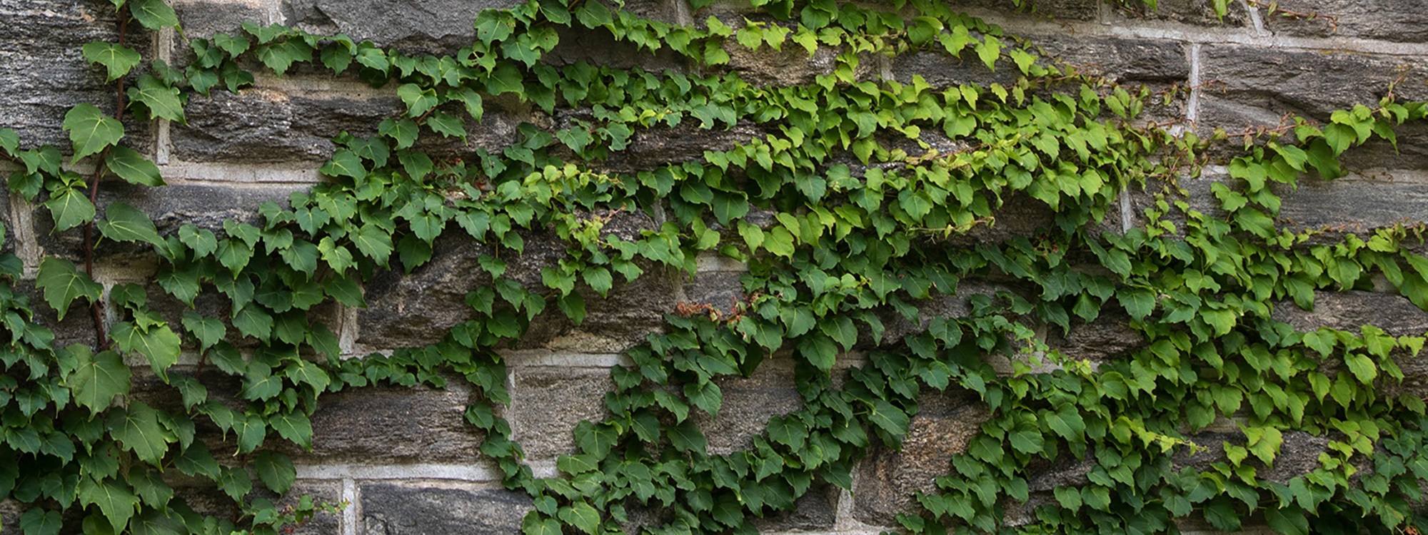 Bright green ivy vines creeping up a grey stone wall.