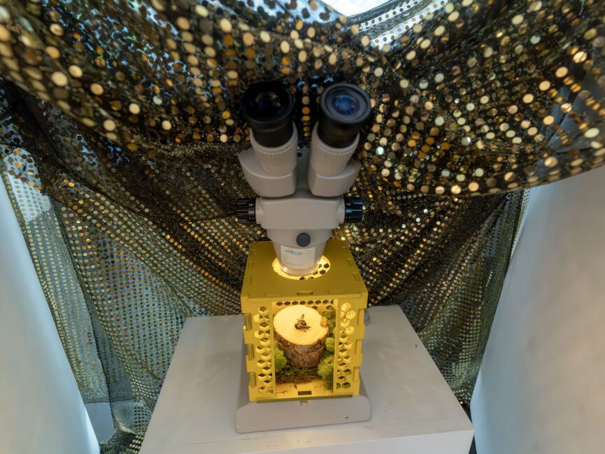 A Microscope sits on a pedestal covered in mesh. Under the microscope is an dead insect on a piece of wood